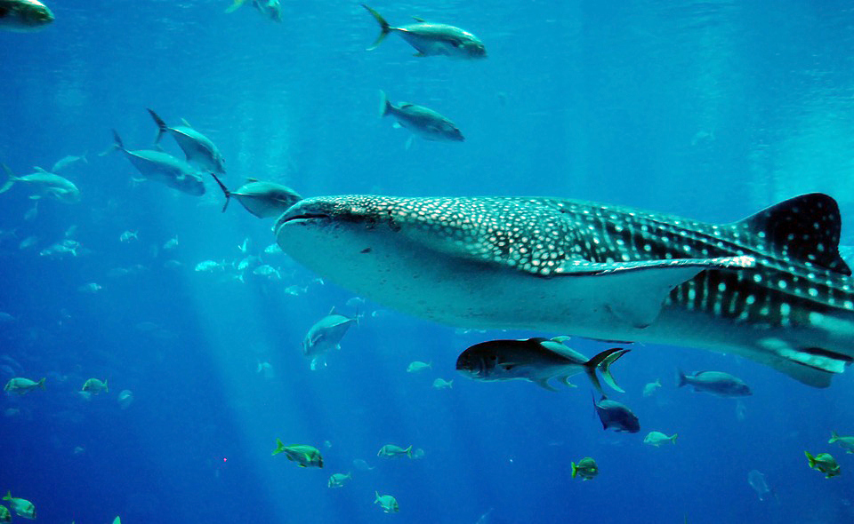whale-shark-281497_960_720-2.jpg